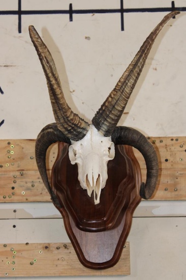 4 Horned JACOB SHEEP Skull on a Wood Wall Pedestal