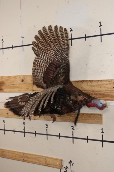 Life-sized Flying TURKEY with a Wire Wall Hanger