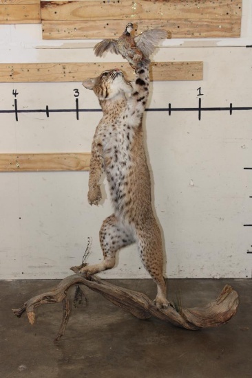 Life-sized BOBCAT Leaping at a Northern Bobwhite Bird on a Driftwood Base