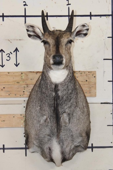 NILGAI Shoulder Mount