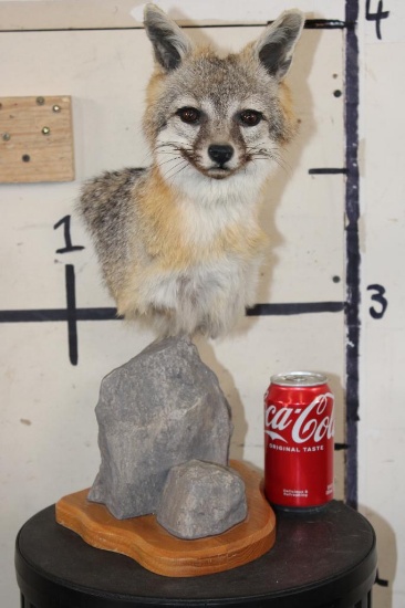 GREY FOX Table Pedestal