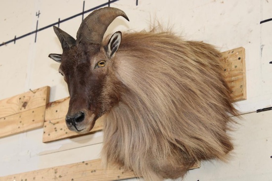 HIMALAYAN TAHR Shoulder Mount