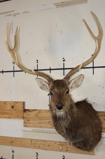 Big 8-Point MANCHURIAN SIKA DEER Shoulder Mount