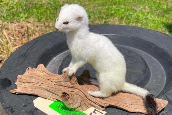 *New* Snow White WEASEL or ERMINE on a Driftwood Base