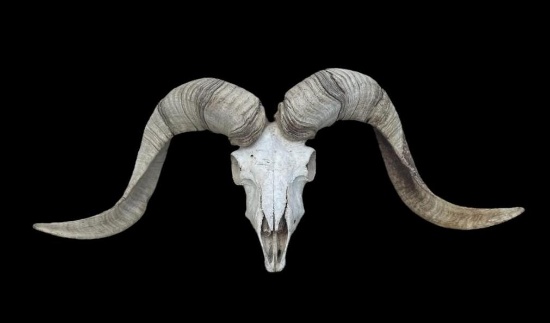 TEXAS DALL RAM Skull and Horns with Most of its Teeth