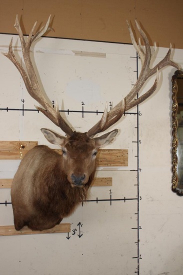 XXL 21-Point RED STAG Shoulder Mount