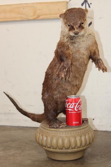 Life-sized Standing RIVER OTTER on a Decorative Base