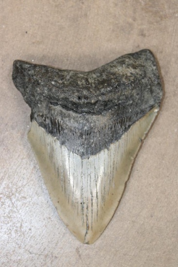 XXL MEGALODON SHARK Tooth Fossil