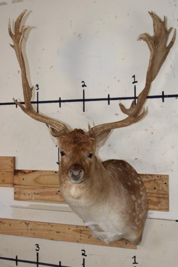 XXL 21-Point FALLOW DEER Shoulder Mount