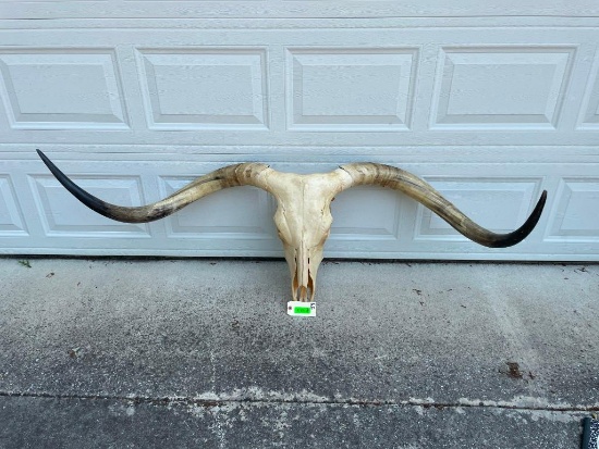 Huge Texas LONGHORN STEER Skull with Removable Horns