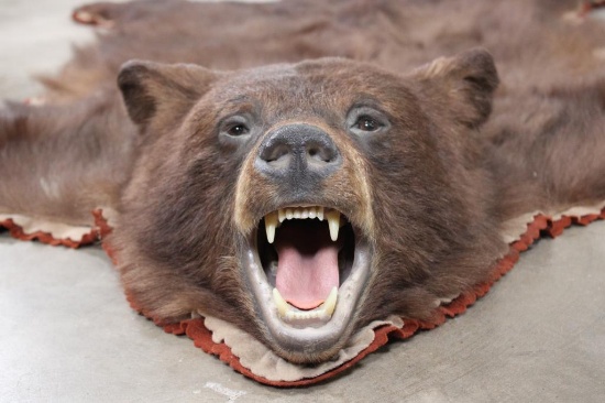 Double Felted Chocolate Phase BLACK BEAR Rug with its Mounted Head