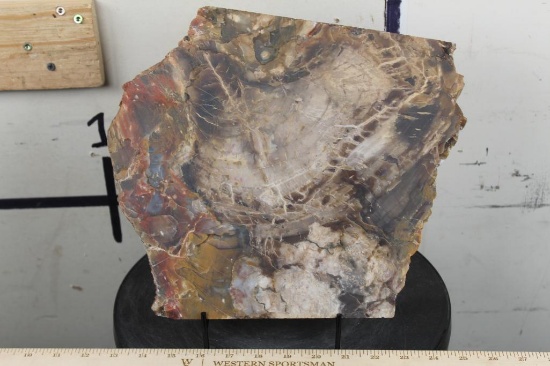 BIG 9lb 7oz Natural Arizona Rainbow PETRIFIED WOOD Slab Slice with Stand