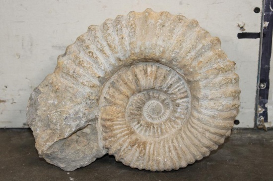XL 17 lb AMMONITE Fossil Specimen from Morocco