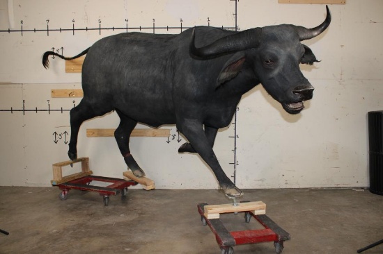 Life-sized Female/Cow CAPE BUFFALO from Africa