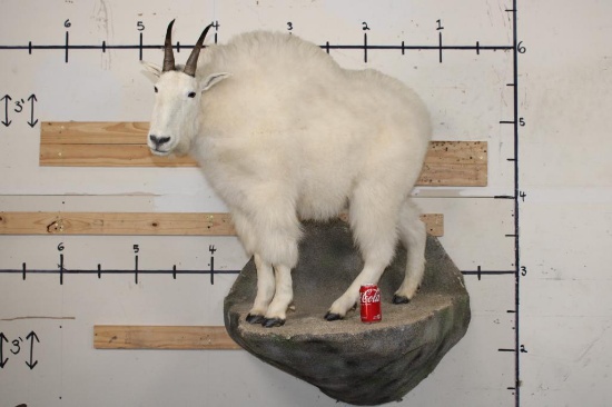 Life-sized MOUNTAIN GOAT on a Simulated Rock Wall Base