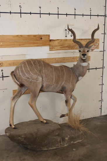 Life-sized LESSER KUDU on a light-weight Foam Base