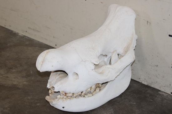 BLACK RHINOCERAS Skull with a Removable Bottom Jaw