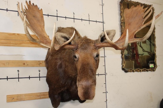 MOOSE Shoulder Mount with a Bullet Hole through its Right Antler!