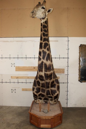 XXL 11' Tall GIRAFFE Pedestal Mount on a Wood Base with Wheels