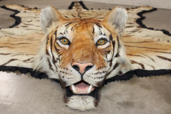 *TEXAS RESIDENTS ONLY* XL TIGER Rug with its Mounted Head and a Felt Bottom