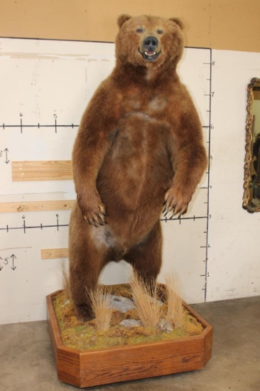 Massive 7' Tall Standing BROWN BEAR/GRIZZLY BEAR with over 4" Long Claws