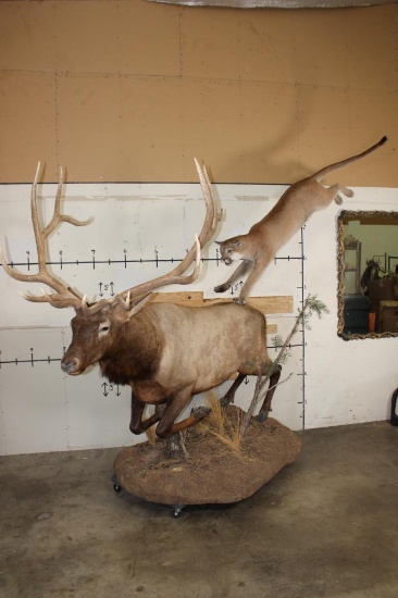 Life-sized MOUTAIN LION Leaping onto a Life-sized BULL ELK