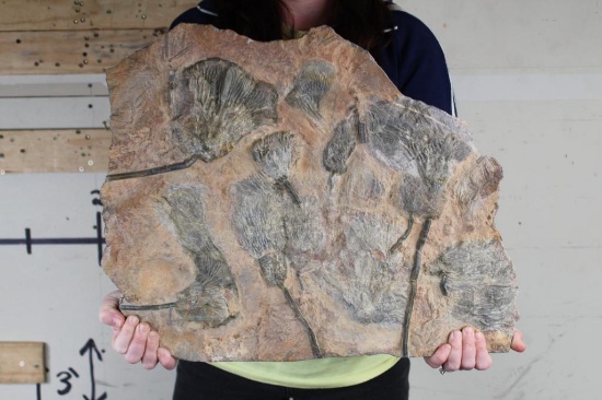 Big Moroccan CRINOID Fossil Plate from Morocco, Weight: 19lbs