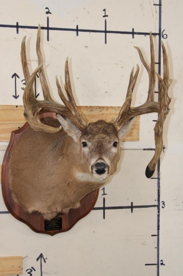 22-Point WHITETAIL DEER Shoulder Mount with Replica Antlers after Harold Keitzman's 1940's Find