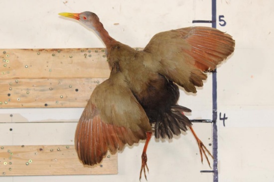 *Rarely Seen* Life-sized GIANT WOOD RAIL Bird Mount