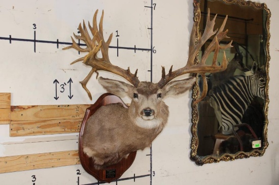 Non-Typical MULE DEER Shoulder Mount with 36-Point Replica Antlers, after #20 in Boone and Crockett