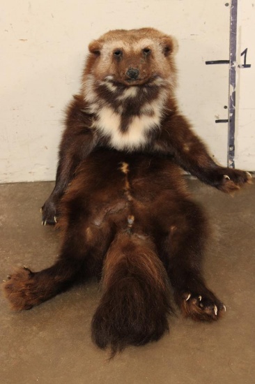*Rarely Seen* Life-sized WOLVERINE Soft Mount