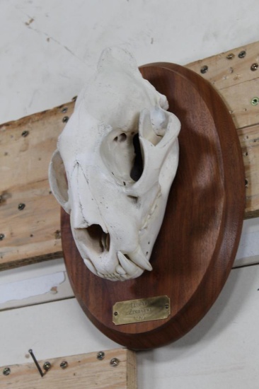 *TEXAS RESIDENTS ONLY* Nice LEOPARD Skull on a Wooden Plaque