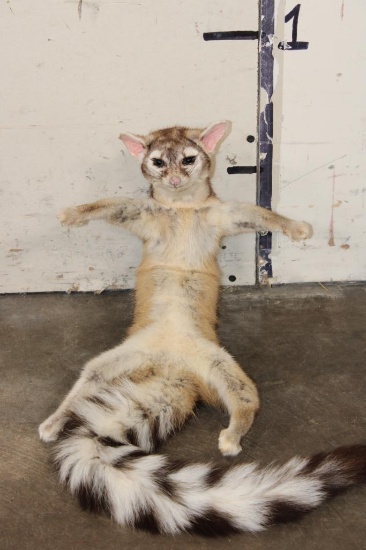 *Rarely Seen* Life-sized RINGTAIL Soft Mount