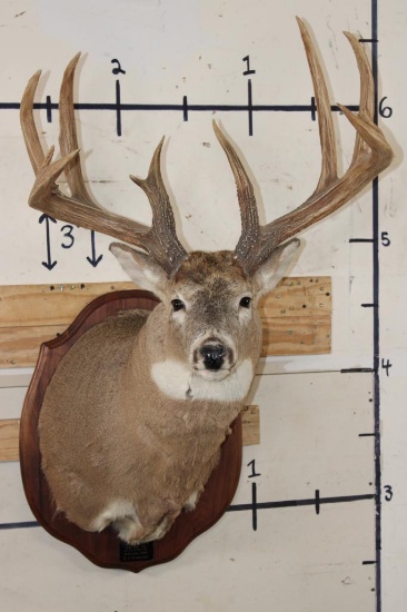 XL WHITETAIL Deer Shoulder Mount with Replica Antlers found in Iowa 1986