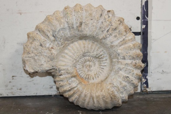 XL 16 lb AMMONITE Fossil Specimen