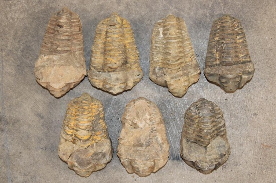 (7) TRILOBITE Fossil Specimens from Morocco (ONE$)