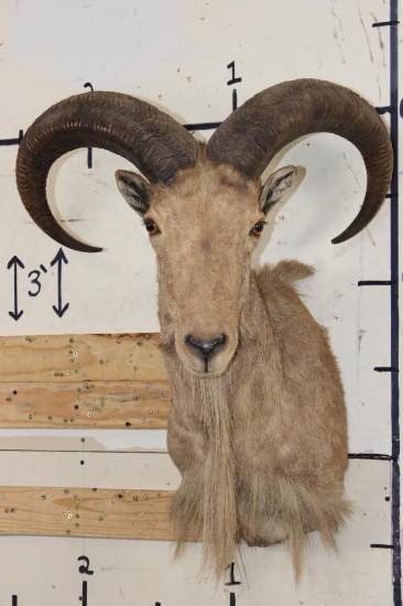 AOUDAD Shoulder Mount