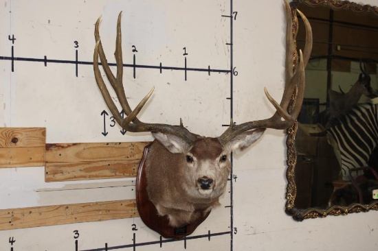 10-Point MULE DEER Shoulder Mount with Replica #3 Boone and Crockette Scored Antlers