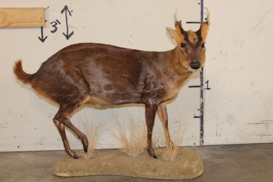 *Rarely Seen* Life-sized MUNTJAC on a simulated Rock Base