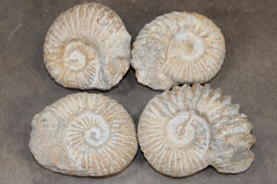 (4) AMMONITE FOSSIL Specimens from Morocco (ONE$)