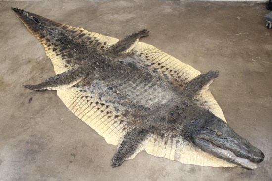 Big CROCODILE Hide Rug with a Felt and its Mounted Head