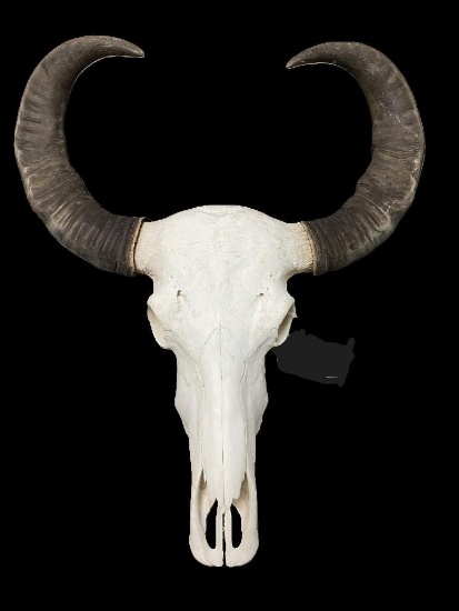 Very Large ASIAN WATER BUFFALO Skull