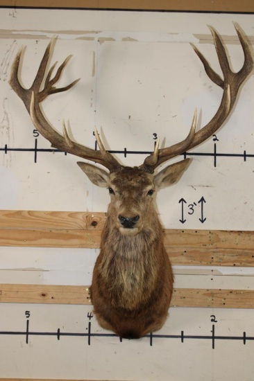 Big 16-Point RED STAG Shoulder Mount