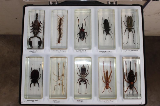 (10) Insects and Arthropods preserved in Resin Blocks with Labels (ONE$)