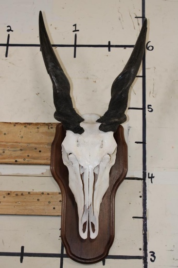 ELAND Skull on a Wooden Plaque