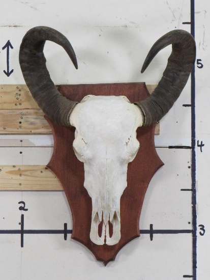 Big WATER BUFFALO Skull on Wooden Plaque with Removable Horns