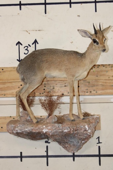 Life-sized GUNTHER'S DIK-DIK on a simulated Rock Wall Hanging Base