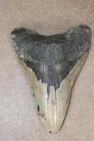 Big MEGALODON SHARK Tooth Fossil