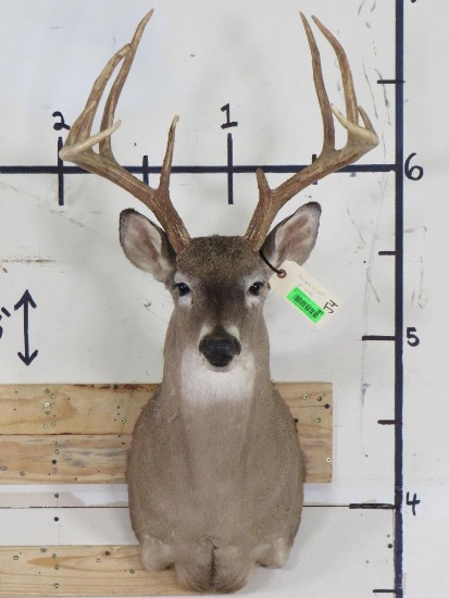 10-Point WHITETAIL DEER Shoulder Mount with a Big Rack