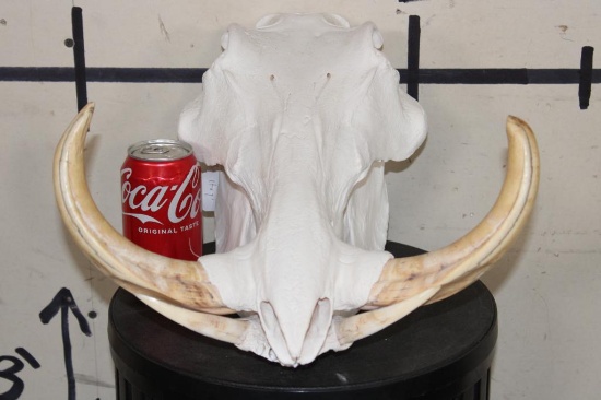 Big WARTHOG Skull with *Real* XL Tusks and Reproduction Teeth